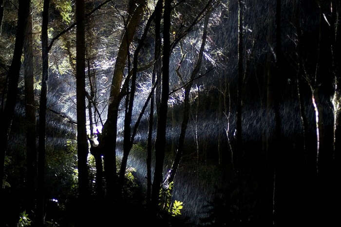 Spooky Lovercraftian forest