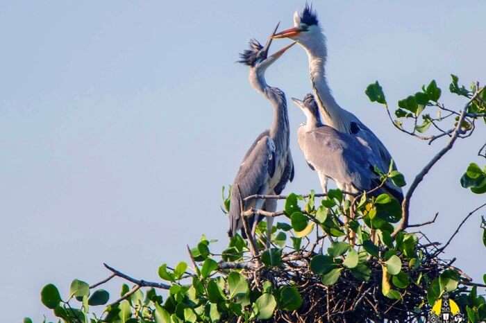 A family of migratory birds relaxes at their nest on tree top in the Kaundinya Bird Sanctuary