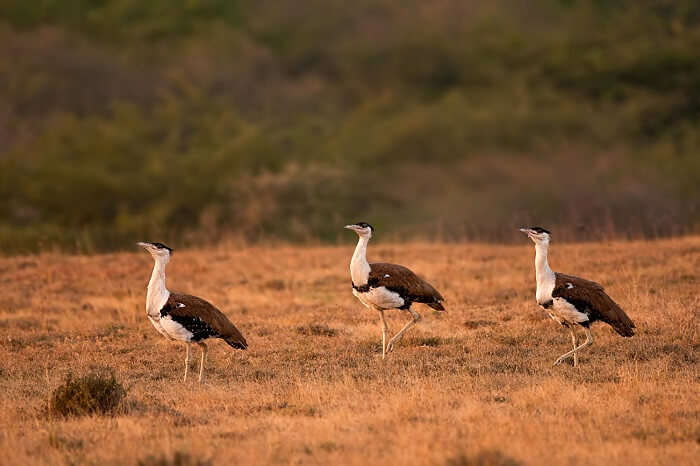 Bustards caught walking through the Kutch Great Indian Bird Sanctuary