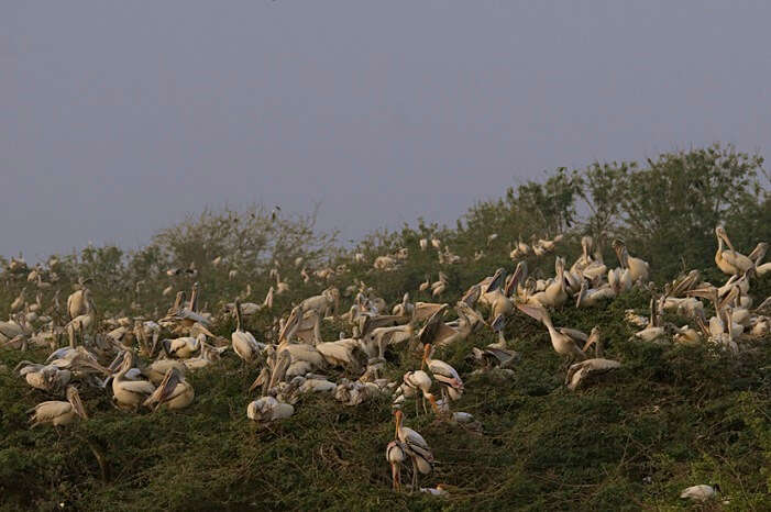 Scores of pelicans sitting on the grassy lands of Uppalapadu Bird Sanctuary
