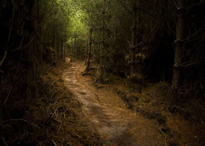 Unknown path in the forest