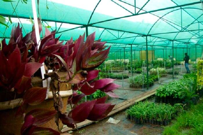 A beautiful view of the greenhouse at the Sippighat Agricultural Farm in Port Blair