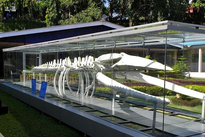Skeleton of a Blue Whale that was recovered from Kamorta Island and is now kept safely at Samudrika Naval Marine Museum