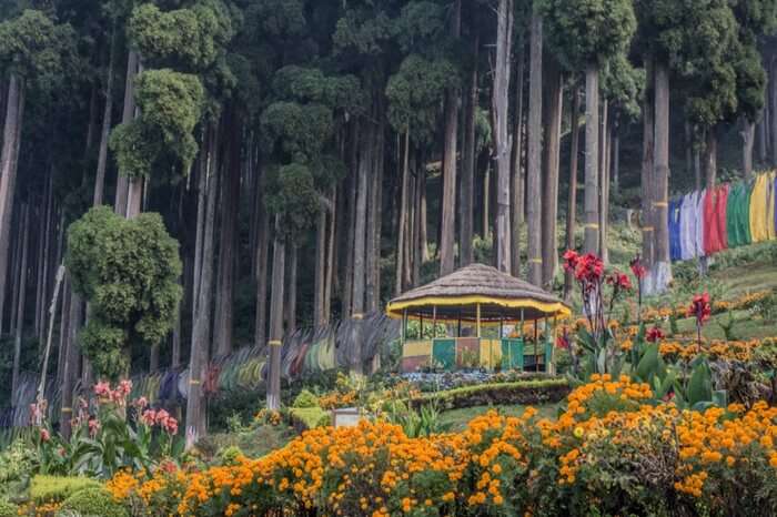 Lamahatta- Kalimpong