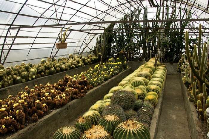 Pine View Nursery- Kalimpong