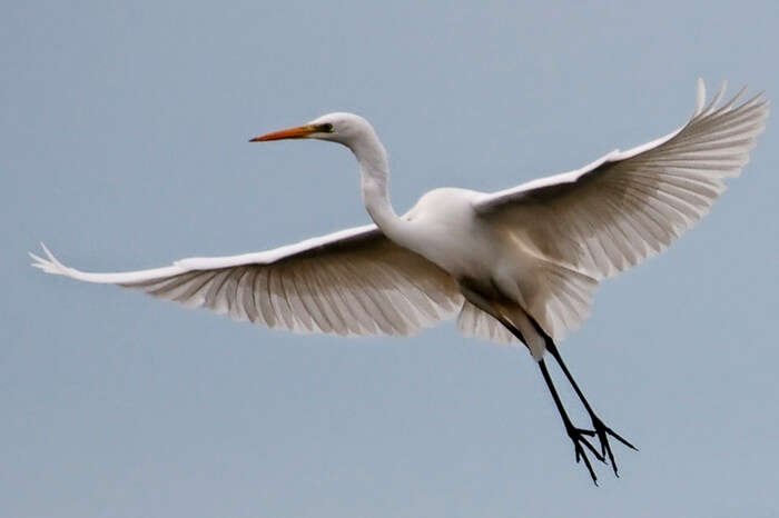 A Siberian Crane at Kumarakom Bird Sanctuary