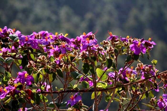 An eye-catching view of New Amarambalam Reserved Forest in Kerala