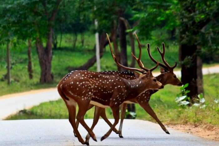 A pair of spotted deers at Muthanga Wildlife Sanctuary