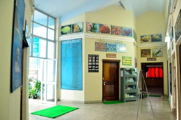 The lobby area of the Zoological Survey of India Museum