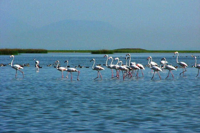 A long fleet of flamingos stand tall in the Chilika lake at the Chilika Lake Bird Sanctuary