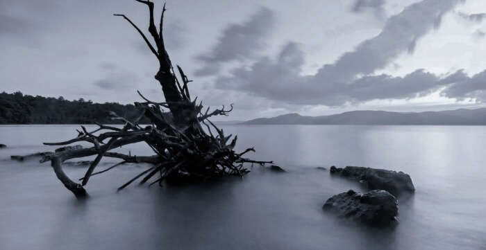 A ravaged tree branch at Munda Pahar beach