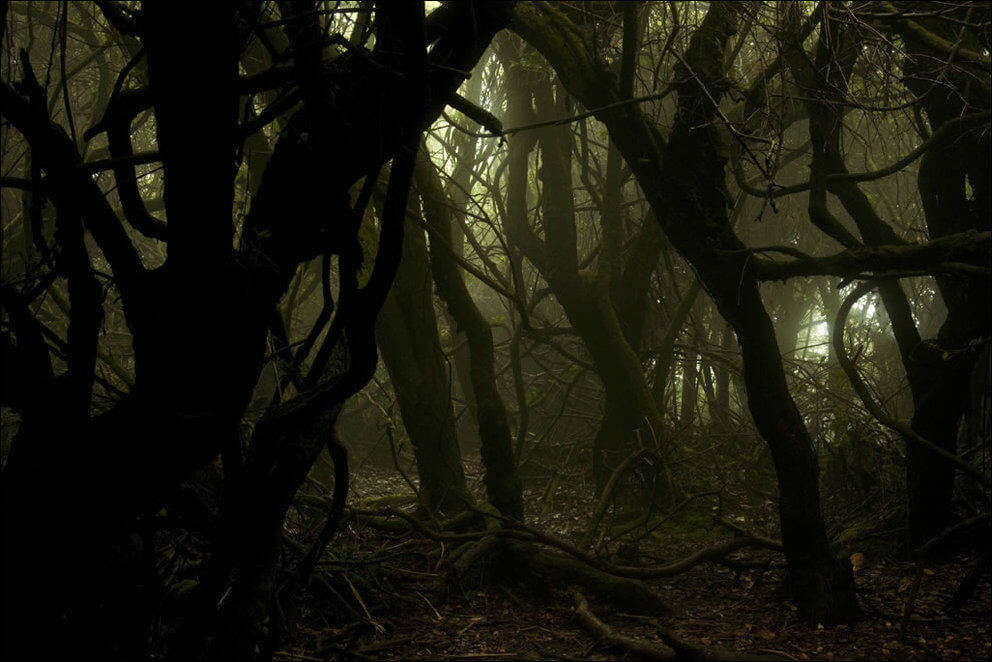 Scary woods Lockerbie