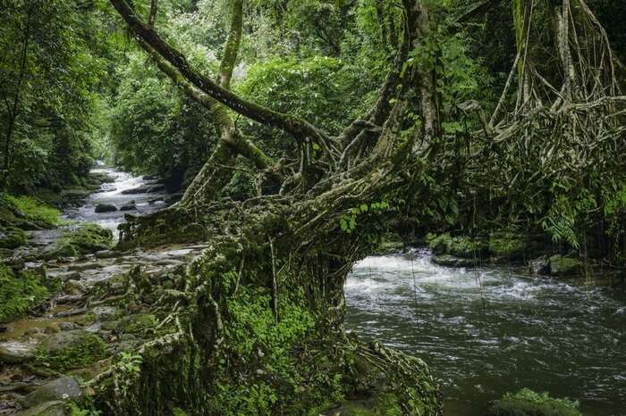 The living roots bridge in Shillong