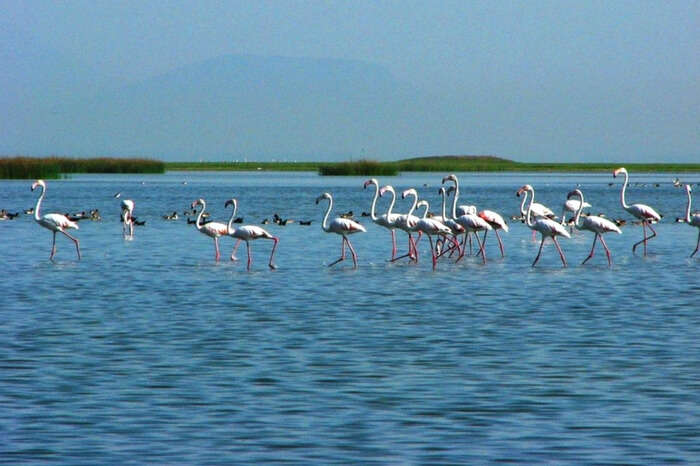 A group of migratory birds walking across the Chilka lake