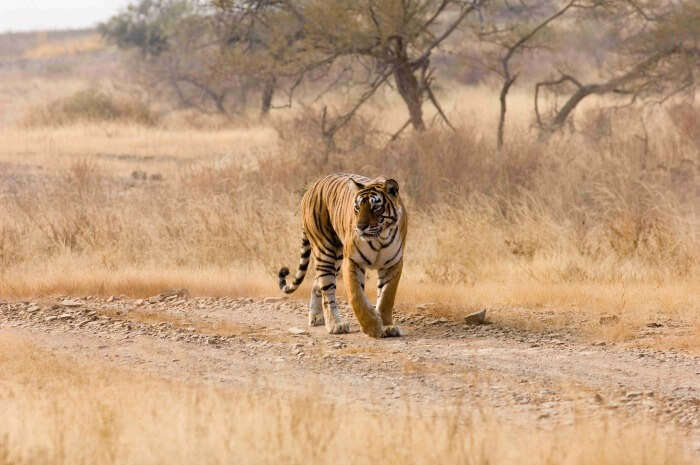 A tiger at the Ranthambhore National Park