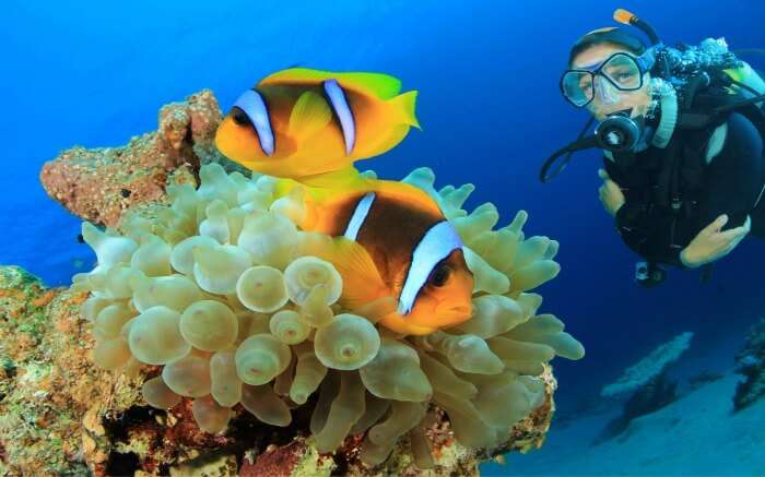 A scuba diver posing for photograph with clown fishes