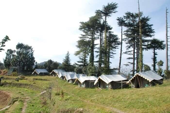 Tents lined up at the edge of the forest at the Kanatal Adventure Camp near Dhanaulti