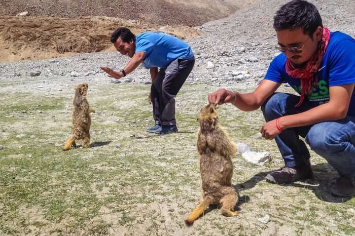 Travelers playing with marmots near Pangong lake