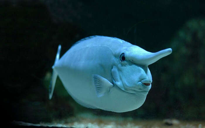 Unicorn fish