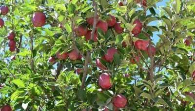 an apple tree