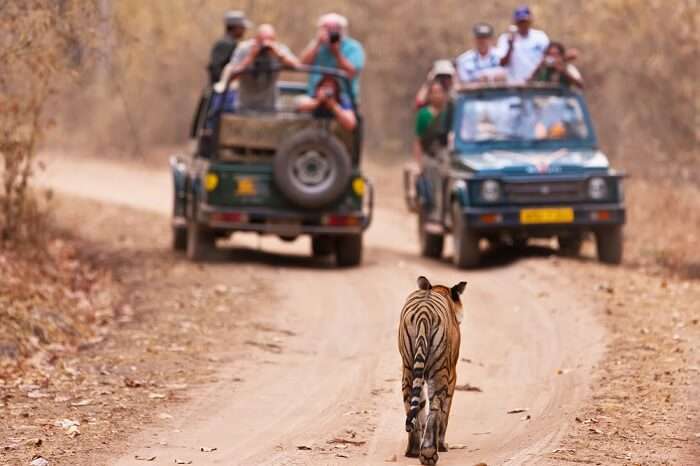 A scene from the Jim Corbett safari