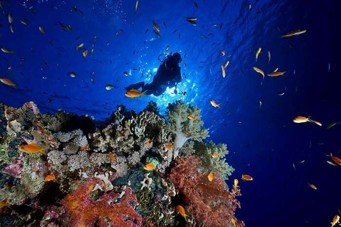 Scuba Diving in Andaman Island