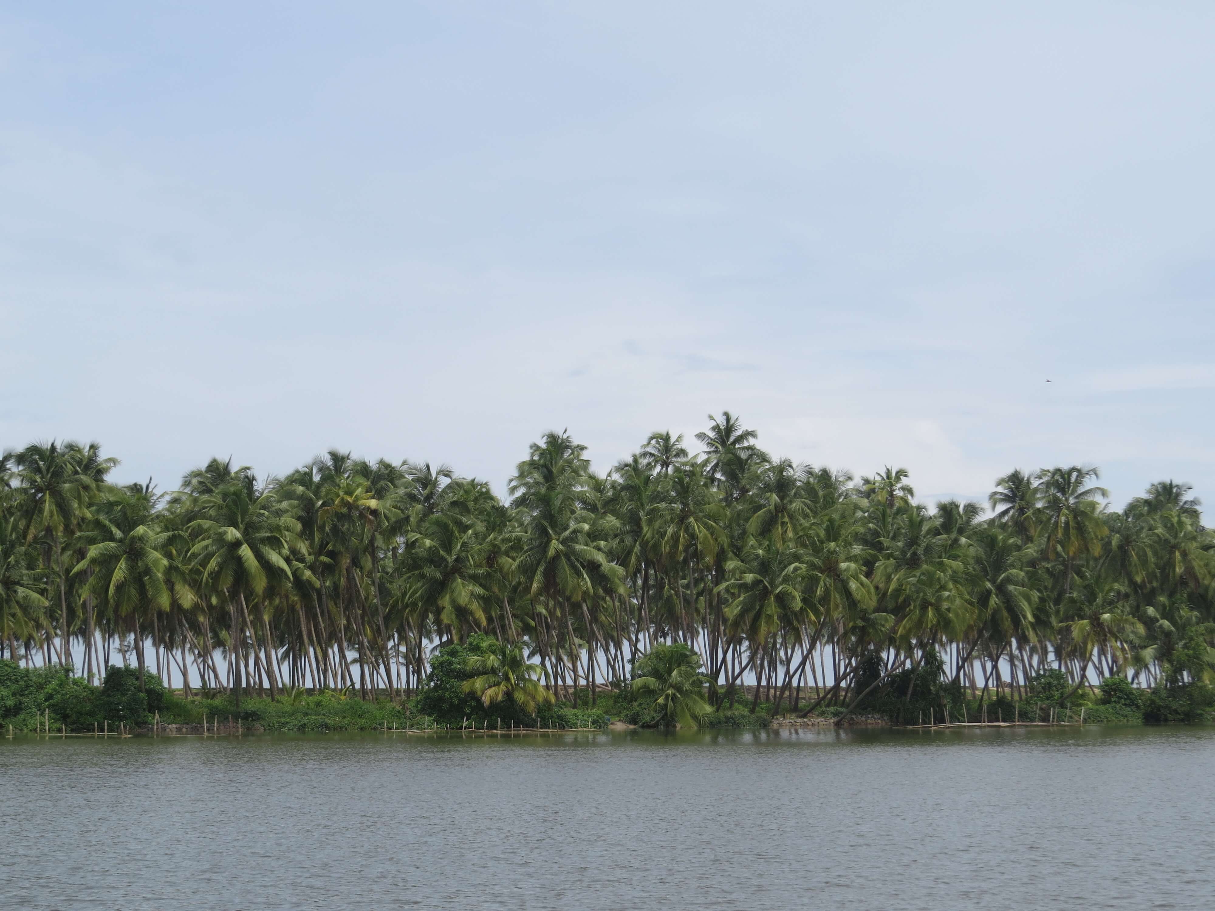 Kavvayi Backwaters