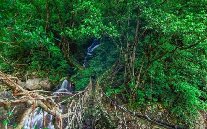 Living Root Bridge in Meghalaya