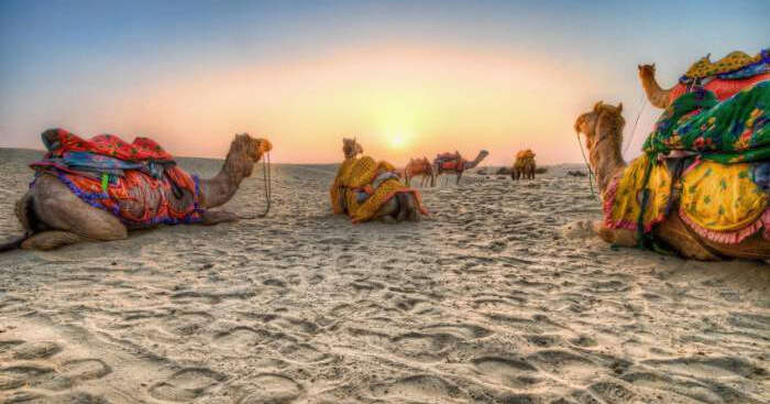 Camels sitting in a desert at sunset