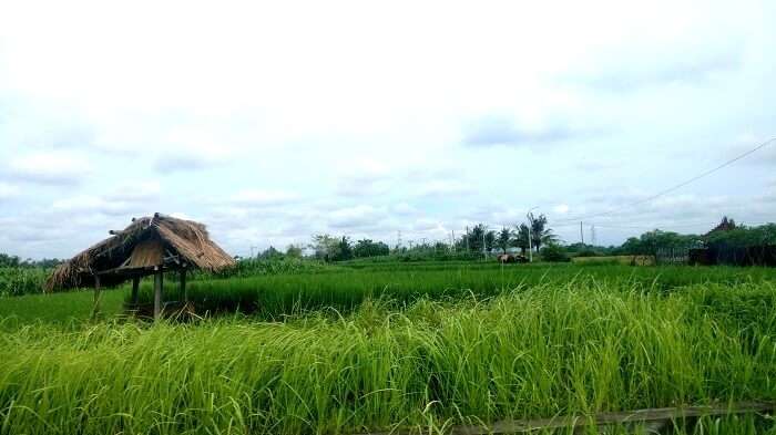 Lush green rice fields 