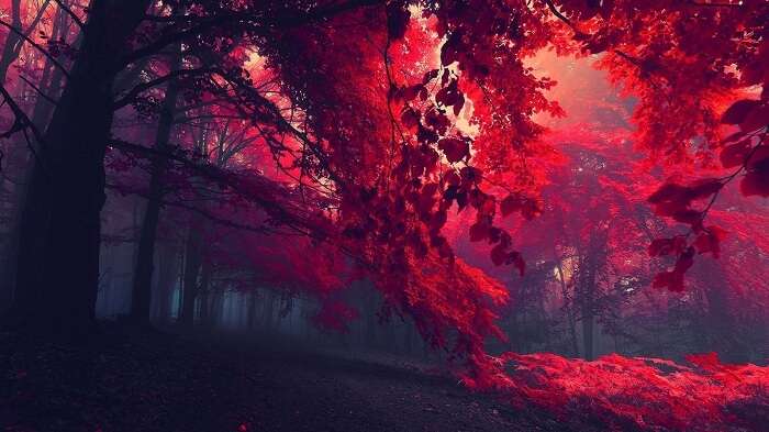 Red Forest Sintra, Portugal is a popular and must-visit place in Europe
