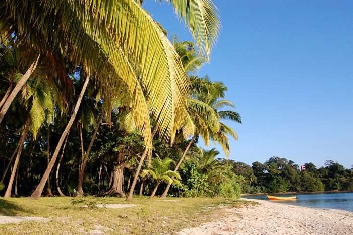 The plush vegetation at the Avis Island Beach in Andaman