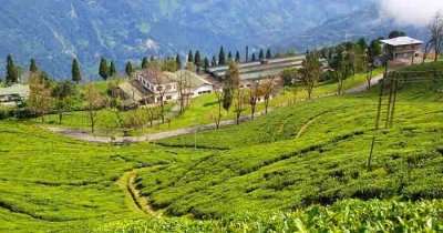 A beautiful tea plantation in Darjeeling
