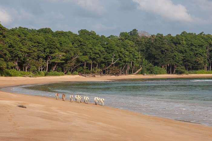 Cows walking along Butler Bay beach at Little Andaman island