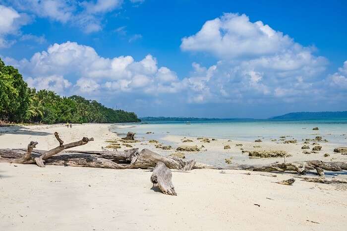 Fallen logs of trees on the clear sands of the Vijaynagar beach at Havelock island