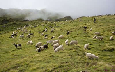 Herds of sheep in Auli