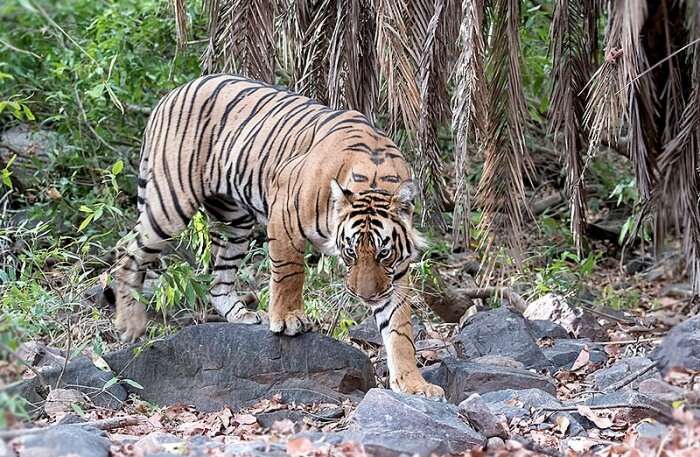 Tiger View