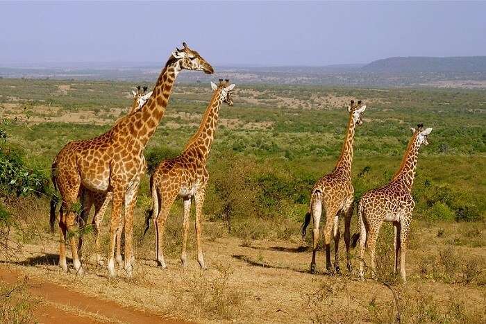 enjoy jungle safaris in Kenya