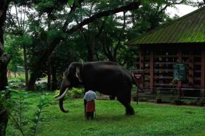 Elephant near an eco-farm in Kerala
