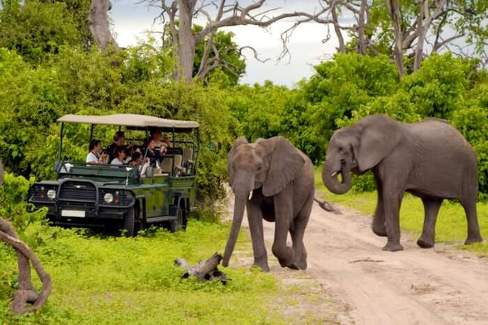 People watching elephant during a safari honeymoon in South Africa