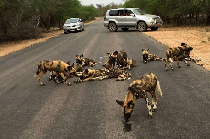People watching wild dogs during safari honeymoon in Madikwe