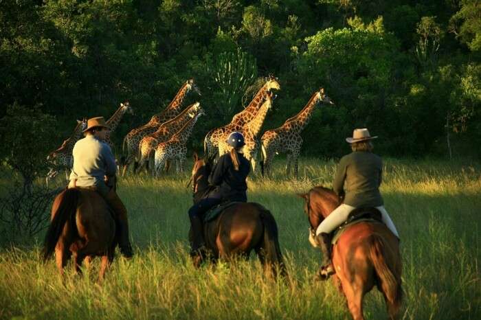 Honeymooners ride a horse during game watching in South Africa