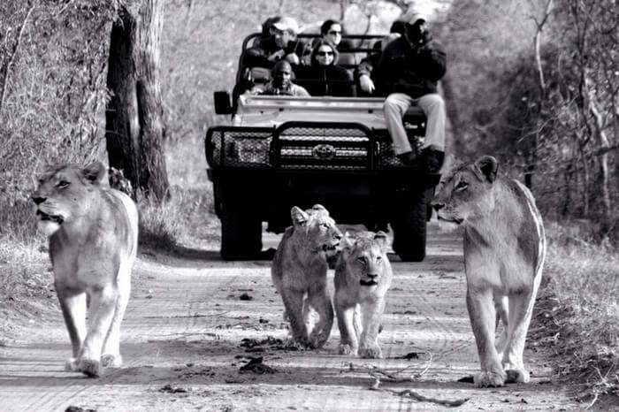 People watch lions and their cub walking past during a safari ride in South Africa