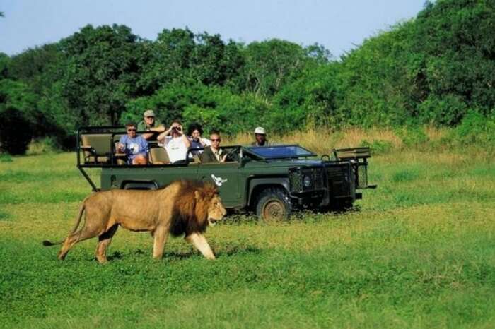 Honeymooners watching a lion walk past during a game watching in South Africa