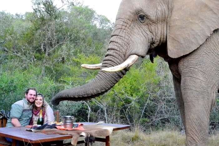 Couple dining with an elephant standing by during a safari honeymoon in South Africa