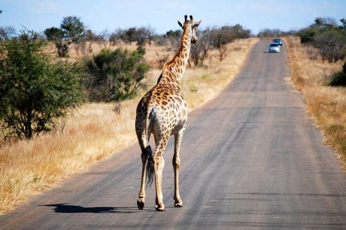 Giraffe crossing a road in Kruger National Park