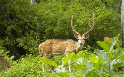 Picture of a deer in Malsi Deer Park which ranks among top attractions in Dehradun