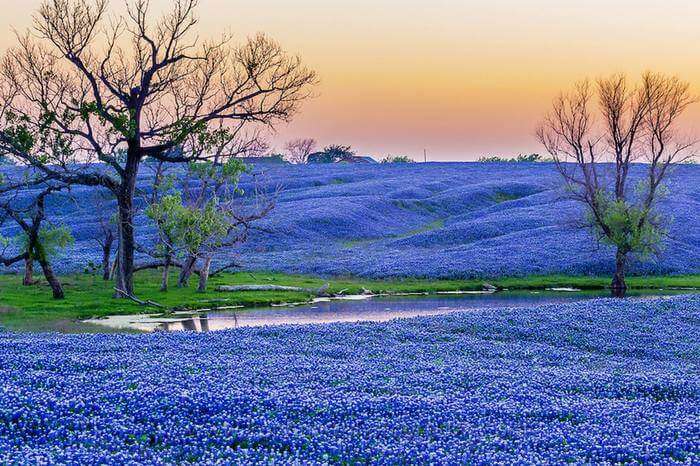 a valley covered with purple flowers