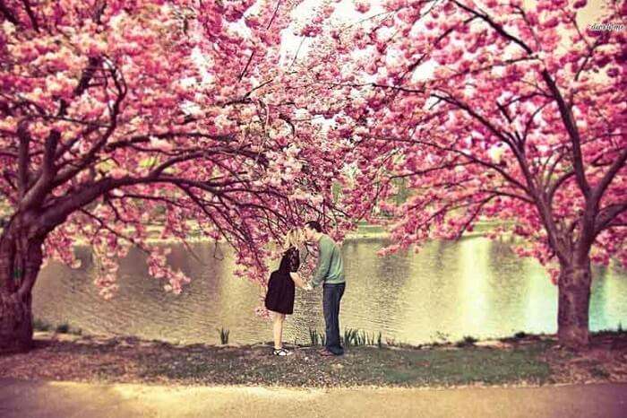 Romantic couple kissing under a tree in Kyoto, Japan