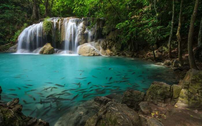 Fishes in a pool formed by Erawan Falls in Thailand
